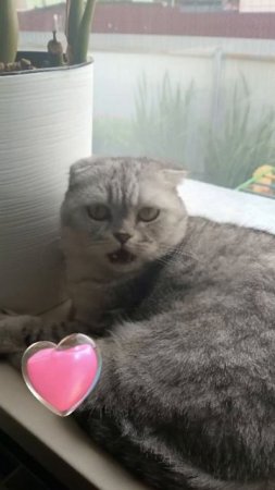 Чёрные глаза