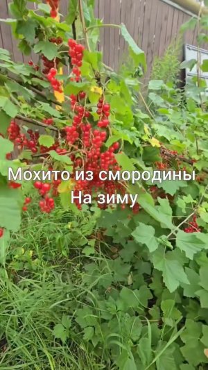 Вкуснейший Мохито из красной смородины на зиму