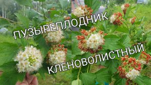 Красивые кусты украшают наш район #сезонконтентаRUTUBE
