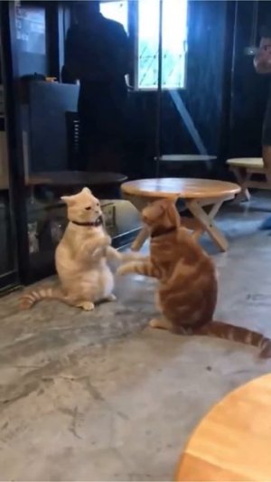 Наш TG https://t.me/liveofcats