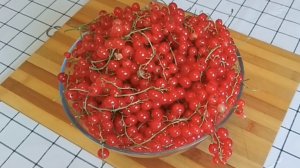 ЖЕЛЕ ИЗ КРАСНОЙ СМОРОДИНЫ. Заготовка на зиму.