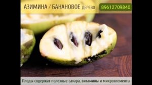 Азимина банановое 🫒 дерево.