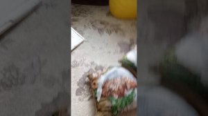 Мои цыплята