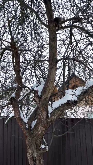 Коты прилетели!Скоро весна! смотреть онлайн