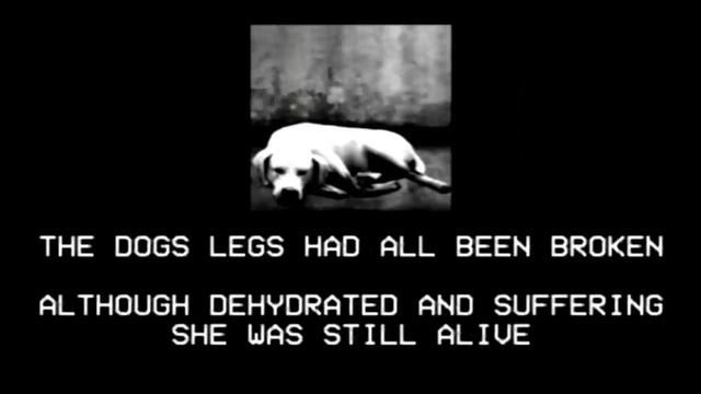 ANALOG HORROR - THE CLUT смотреть онлайн