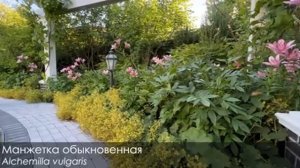 сад🌿