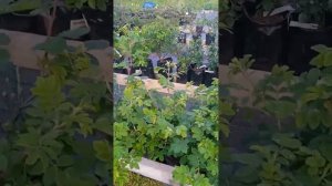 обзор канадских роз