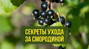 Раскрыли секреты успешного ухода за смородиной