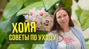 Хойя: советы по уходу