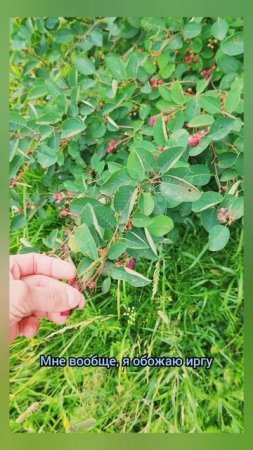 Ирга скоро пойдёт на природе #природа #лес #лето #ягоды