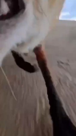 Мужик решил снять лису со своего смартфона, но та подтвердила свой статус плутовки.