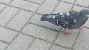 голубь