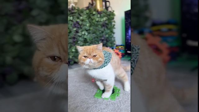 Реинкарнированный в кота отвечает на вопросы...