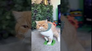 Реинкарнированный в кота отвечает на вопросы...