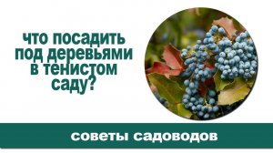 10 красивых растений, которые украсят участки под деревьями.