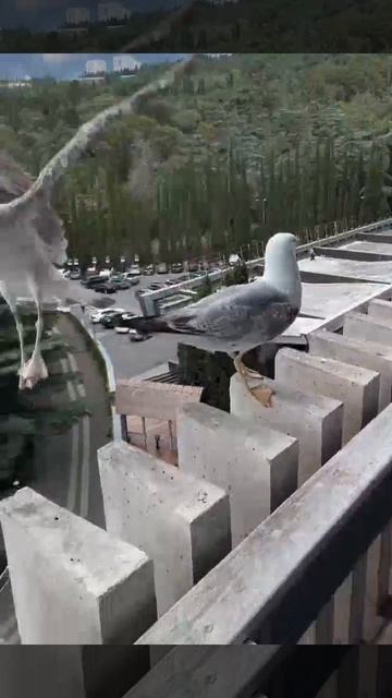 Тем временем в Крыму чайки посмеялись над сородичем, который неудачно приземлился и упал с балкона.