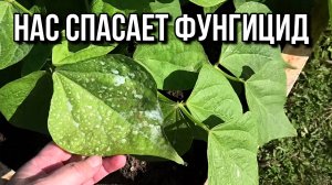 Лук погибает от такого перелива. Спасает фунгицид.
