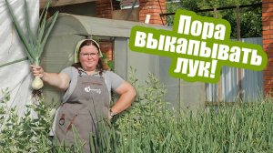 Уборка лука как понять, что лук пора выкапывать
