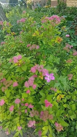 цветочки🌼