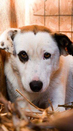 Не обижайте уличных бездомных собак ❕❗🐶 #Shorts