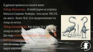 лебеди на озере