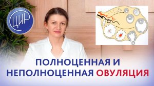 Полноценная и неполноценная овуляция, гормональная функция яичников и толщина эндометрия. .