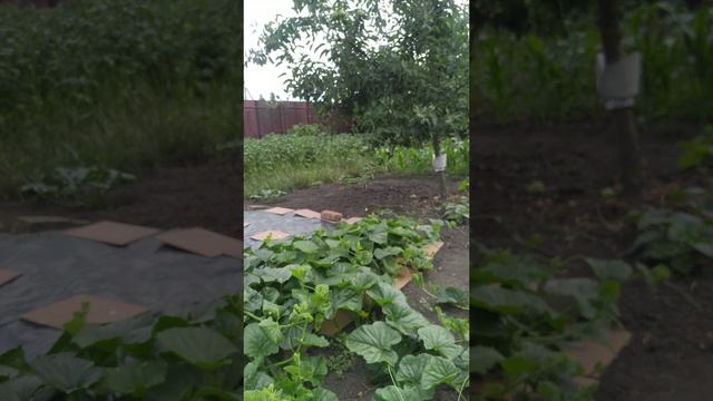 Вирус Дыни мозаичный, борьба с вирусом контроль вируса. Бахча. #дыня