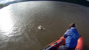 рыбы нет одни монстры