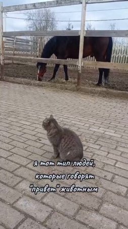 Запускаем акцию #привет - присоединяйтесь!
#ищемдом #всемкота #кошкавдар #хвостатыесоседи