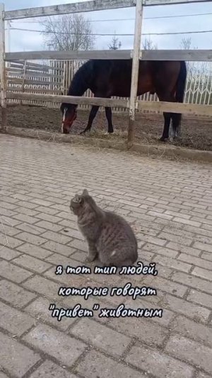 Запускаем акцию #привет - присоединяйтесь!
#ищемдом #всемкота #кошкавдар #хвостатыесоседи