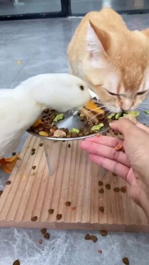 X2Twitter.com_6MUYO0DqwgL1-jXq_1280p