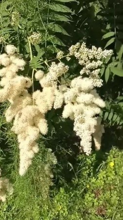 Красоту любят все!..