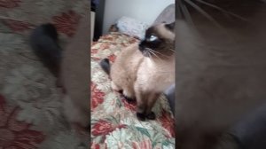 ЗВУКИ СОСЕДЕЙ И СВИСТ ФЛЯГИ