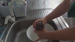 крыс Реми купается