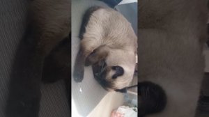 Дела делюшные
