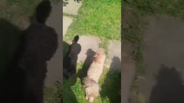 Той пудель фантом Джентли Борн Эссенция