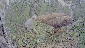 Птенчик обрадовался- мама прилетела но вместо обеда веточка дерева