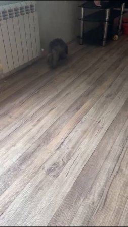 Карточка видео