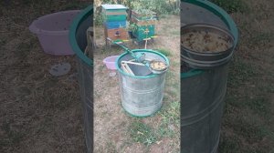 Просушка магазинных рамок, медогонки от меда, с помощью пчел.