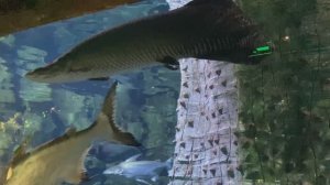 Секция Амазонка в океанариуме Владивостока