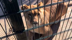 Рычание львицы Тары и лигра Плюши наводящий ужас в деревне Воютино