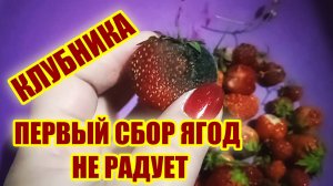 Клубника первый урожай #domovodstvoibyudzhet