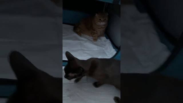 Животные приколы и не только