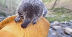 ... Выхухоль - Что мы знаем про него ....