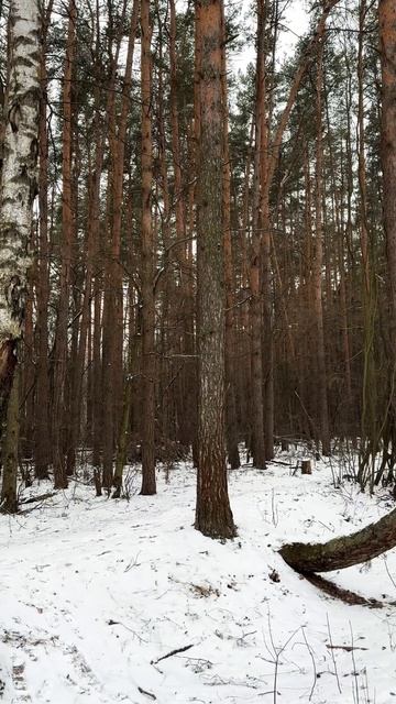 Всем здоровья и радости!♥️ #лес #природа смотреть онлайн