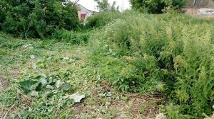 7.07.25. рутуб плохо грузит видео,и двор обкашиваю от бурьяна.