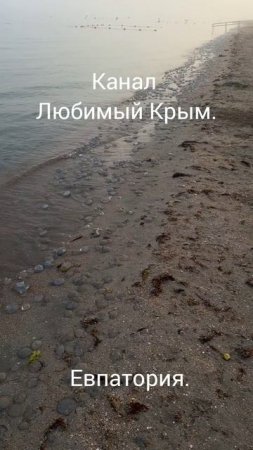 Медузы на берегу моря в Евпатории.