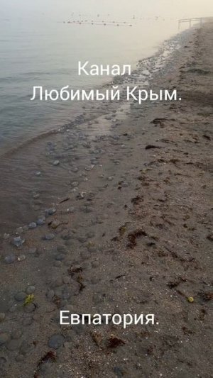 Медузы на берегу моря в Евпатории.
