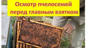 Осмотр пчелосемей перед основным взятком