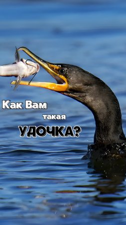 Птицы-рыболовы: необычный метод ловли рыбы! 🐟🐟.mp4